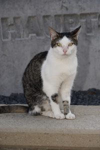 Oskar